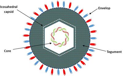 Genomic Signature of the Natural Oncolytic Herpes Simplex Virus HF10 and Its Therapeutic Role in Preclinical and Clinical Trials